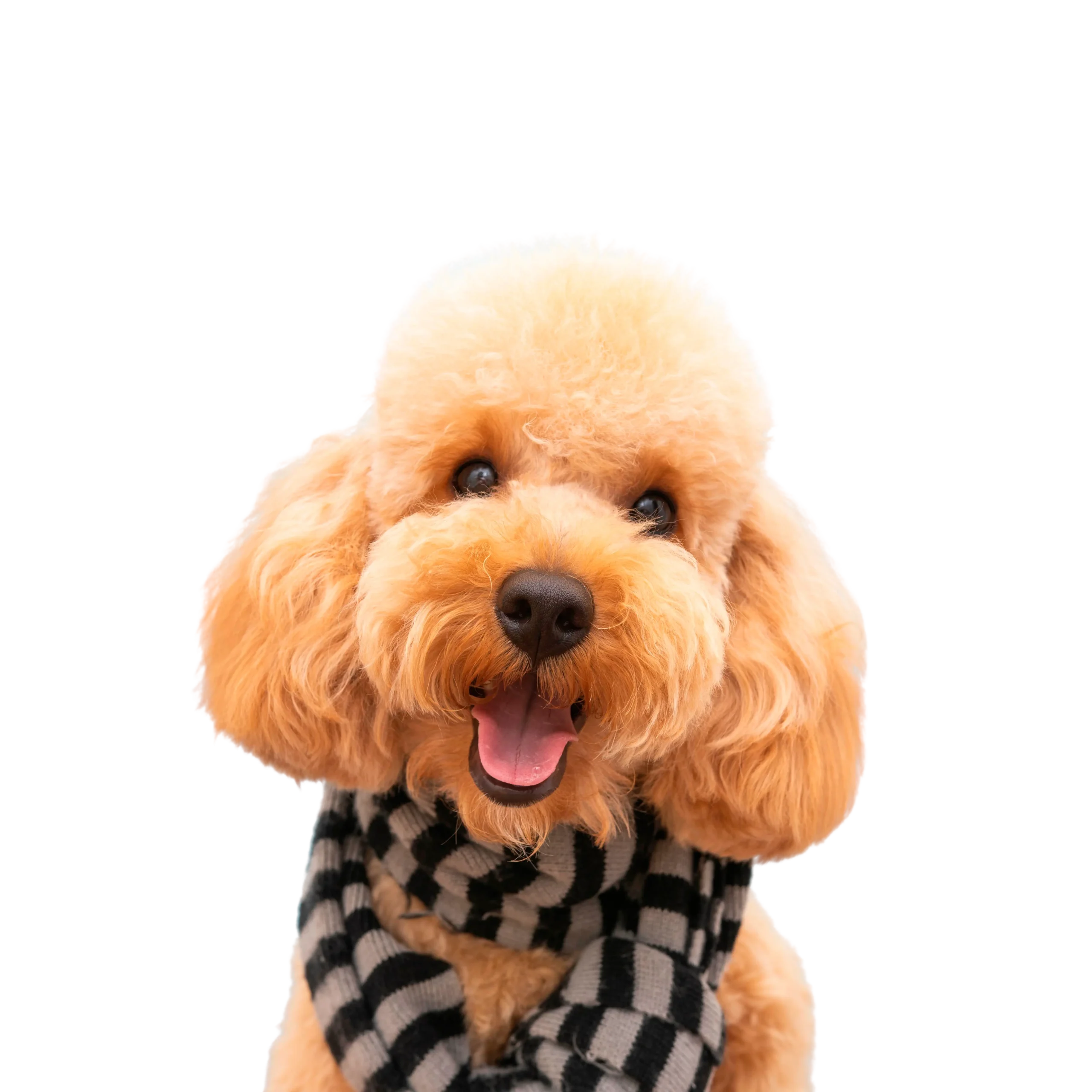 Perrito sonriendo